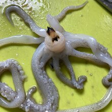 キッチンバサミで簡単に アオリイカ捌き方 レシピ 作り方 By ふうりんmam 楽天レシピ キッチンバサミで簡単に アオリイカ捌き方 レシピ 作り方 By ふうりんmam 楽天レシピ